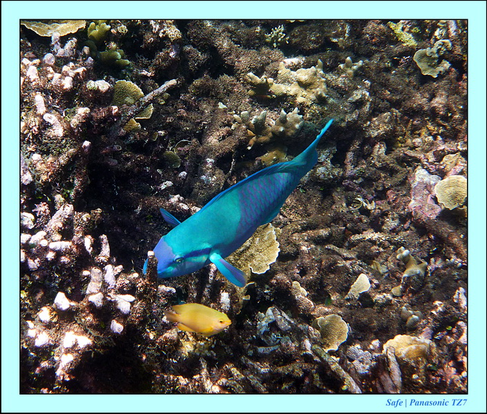 2012 - 07 - Dauin Sanctuary 49